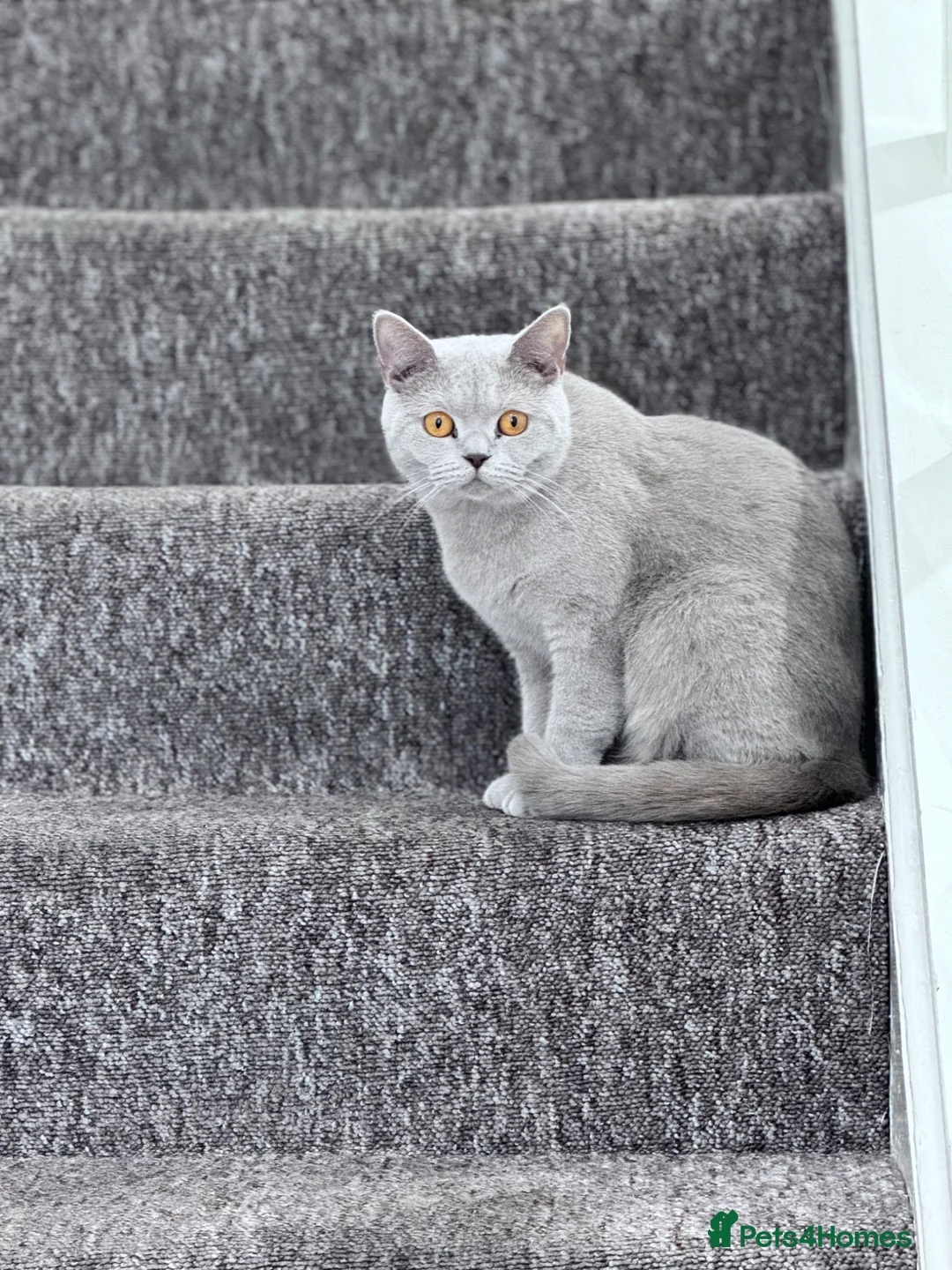 British Shorthair cats for sale: Beautiful British Shorthair Jessy New Loving Home - Advert 5