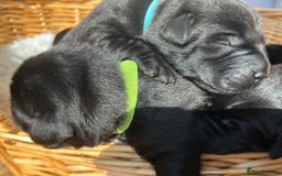 Labrador Retriever dogs for sale: KC DNA TESTED STUNNING ROBUST PUPPIES - Image 10
