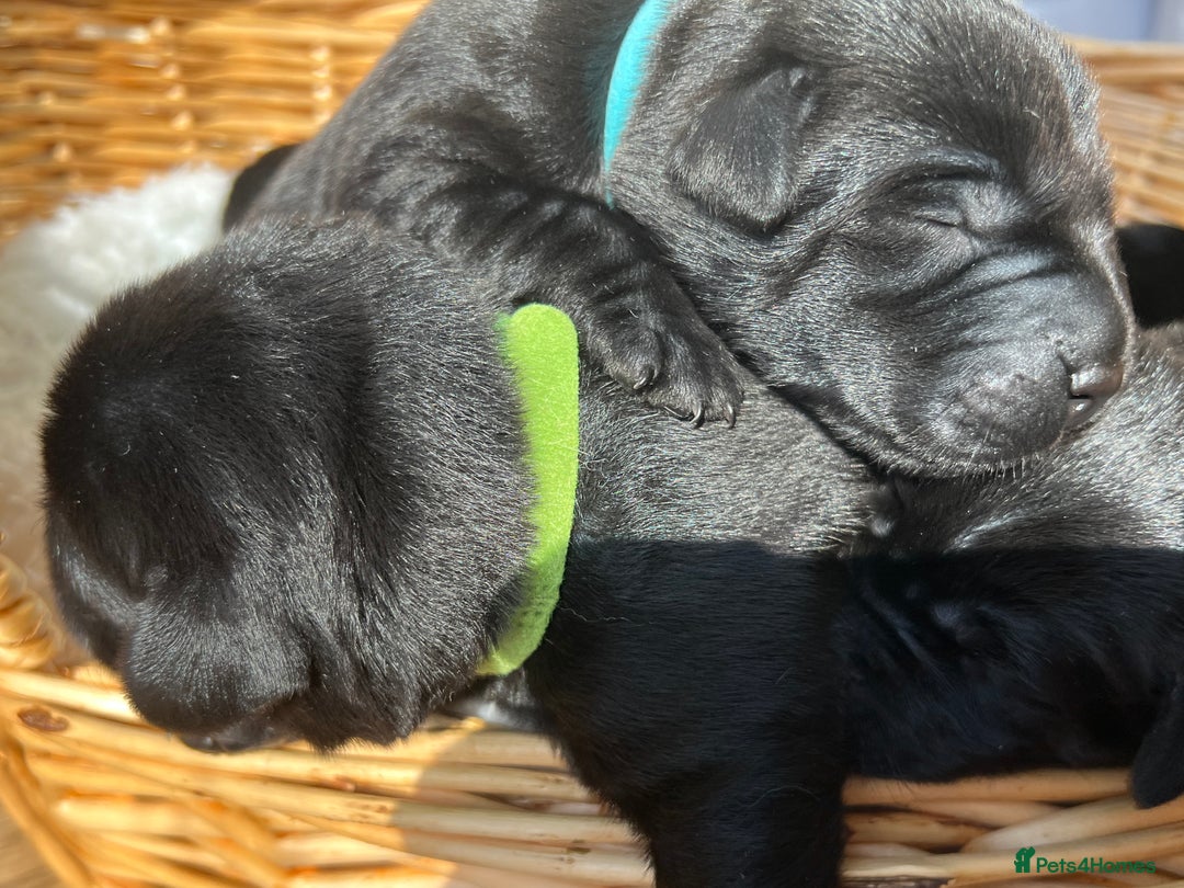 Labrador Retriever dogs for sale: KC DNA TESTED STUNNING ROBUST PUPPIES - Image 10