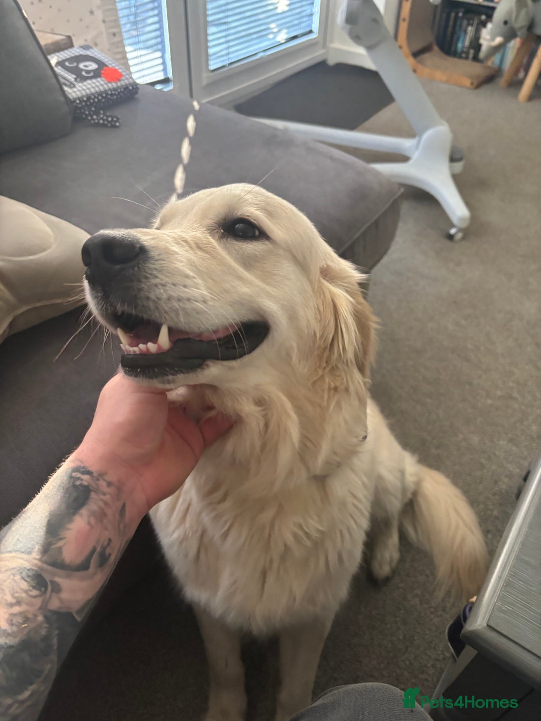 Golden Retriever dogs for sale: KC registered golden retriever puppies - Advert 7