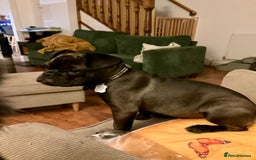 Mixed Breed dogs for sale: 6m staffy/frenchie/pug mix for sale due to cancer - Advert 6