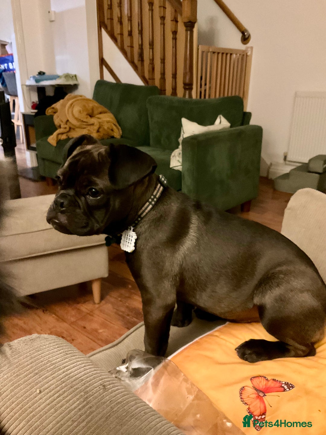 Mixed Breed dogs for sale: 6m staffy/frenchie/pug mix for sale due to cancer - Advert 6