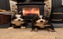 Bernese Mountain Dog dogs for sale: KC Registered BMD Available  - Image 8