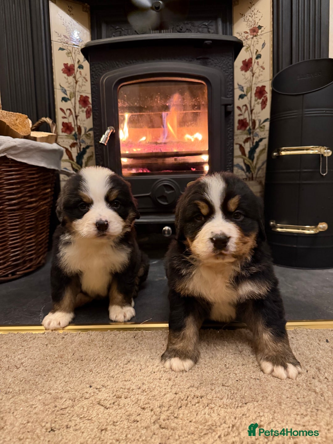 Bernese Mountain Dog dogs for sale: KC Registered BMD Available  - Image 8