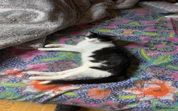 Ragdoll cats for sale: Young erratic kitten  - Image 2
