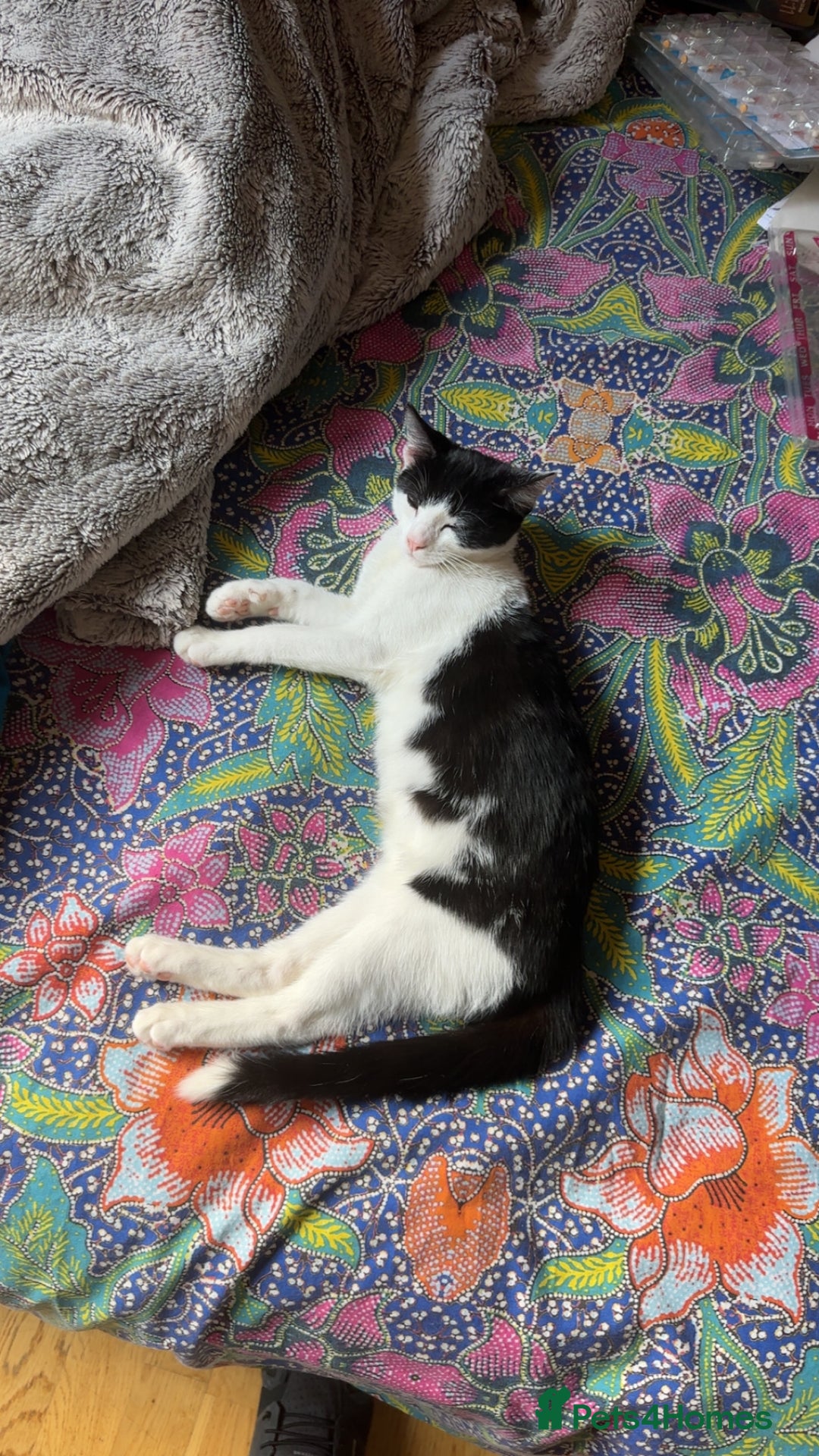 Ragdoll cats for sale: Young erratic kitten  - Image 2