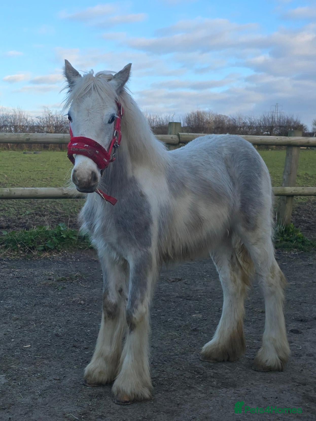 Irish Cob horses TGCA filly grey and blue - Advert 4