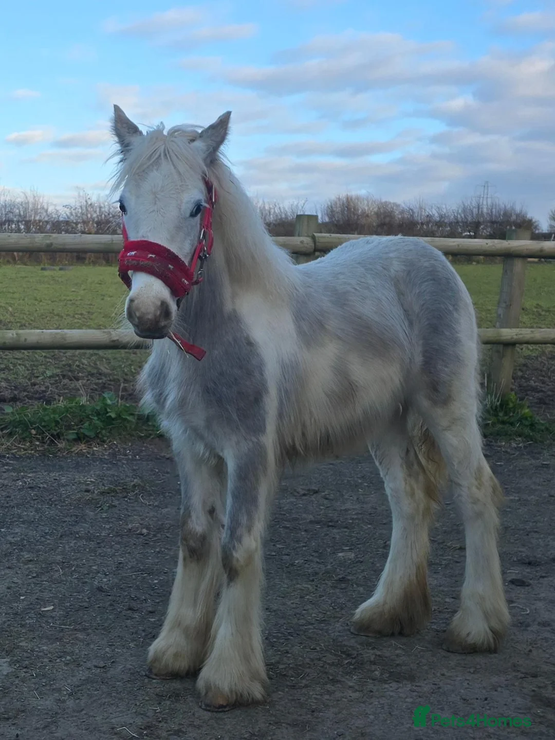Irish Cob horses for sale: TGCA filly grey and blue - Advert 1