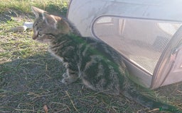 Mixed Breed cats for sale: Beautiful kittens for sale - Image 8