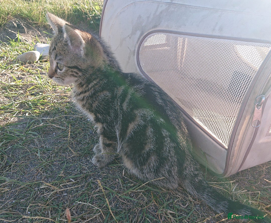 Mixed Breed cats for sale: Beautiful kittens for sale - Image 8