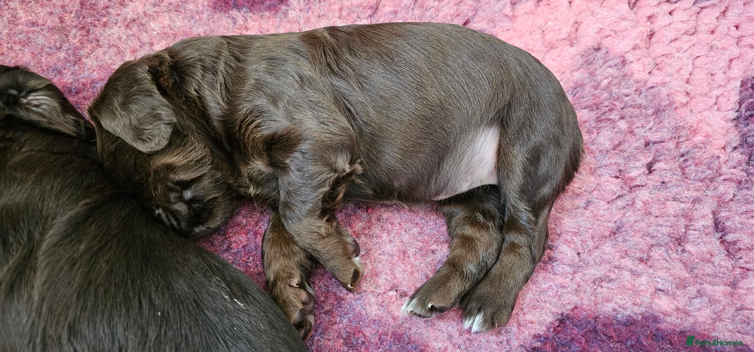 Cocker Spaniel dogs for sale: 8 AMAZING KC REG WORKING COCKER SPANIEL PUPPIES - Image 13