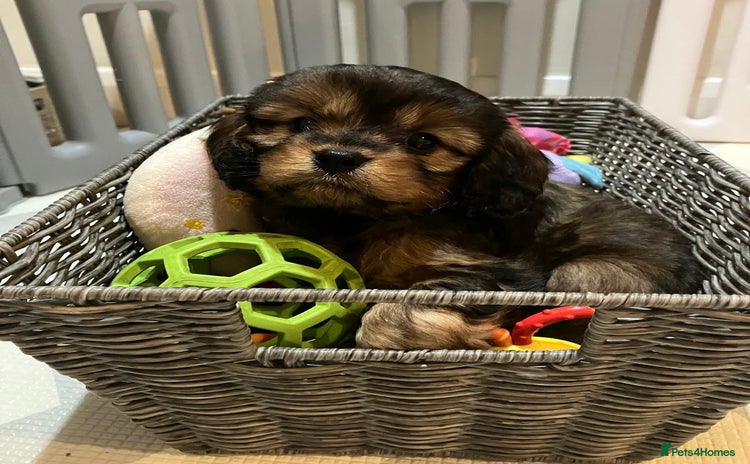 Cavapoo dogs - Advert 1