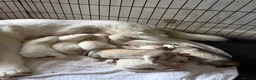 Siberian Husky dogs for sale: Beautiful puppies  in Manchester - Advert 2