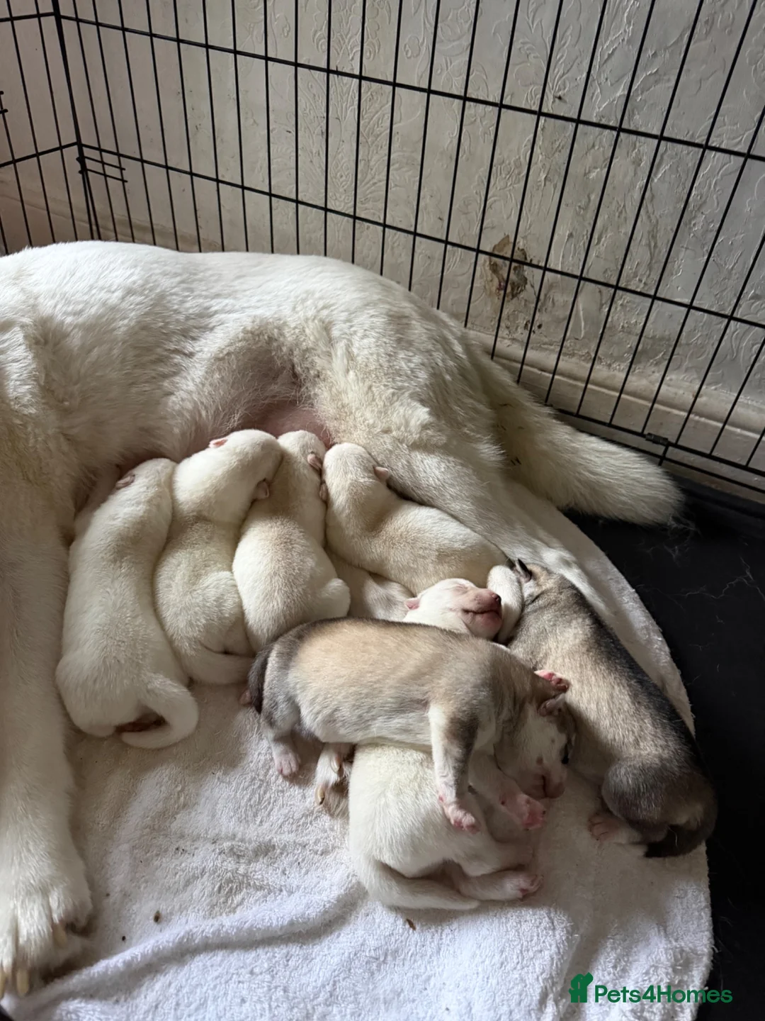 Siberian Husky dogs for sale: Beautiful puppies  in Manchester - Advert 2