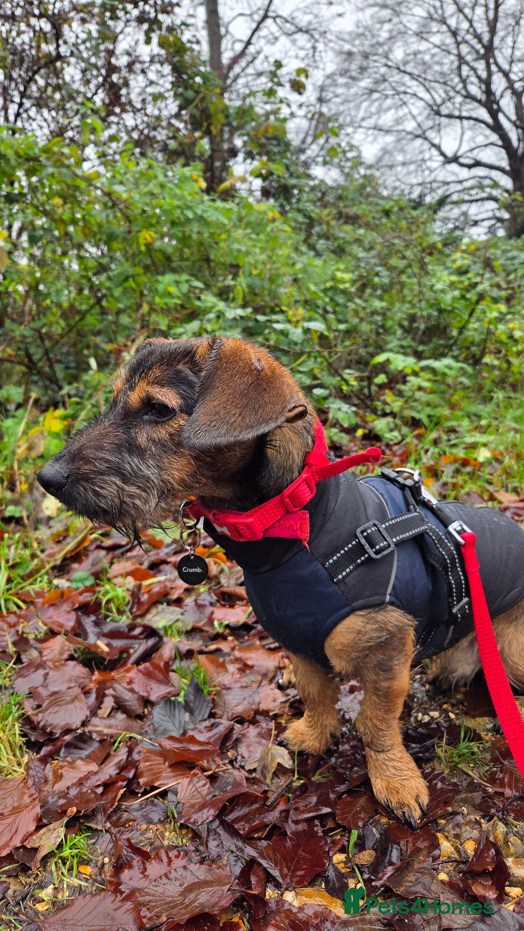 Mixed Breed dogs for sale: 9 Month Old Wired Dachshund x Jack Russell  - Advert 2