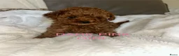 Cavapoo dogs for sale: 7 Beautiful Deep Red Cavapoo Puppies - Advert 5