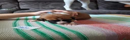 Boxer dogs for sale: Stunning Boxer Puppies in Cannock - Advert 23