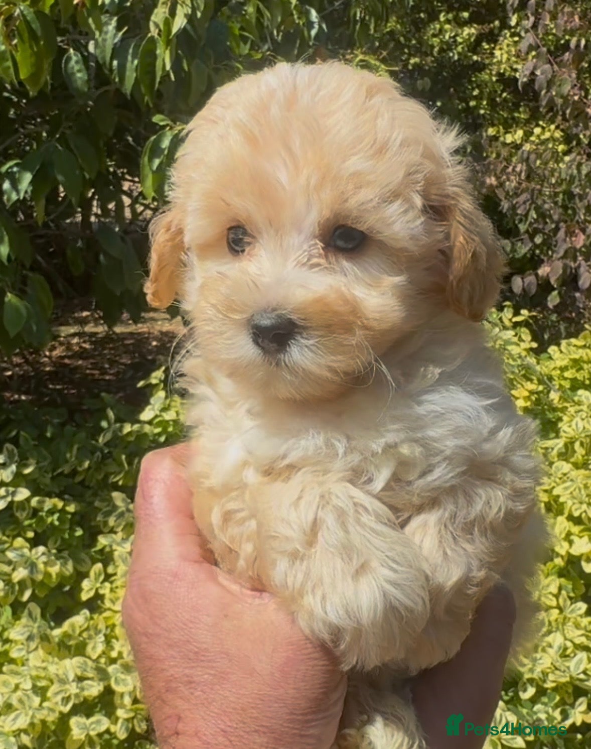 Maltipoo dogs Stunning Teddy Bear Toy Maltipoo Puppies  - Advert 2