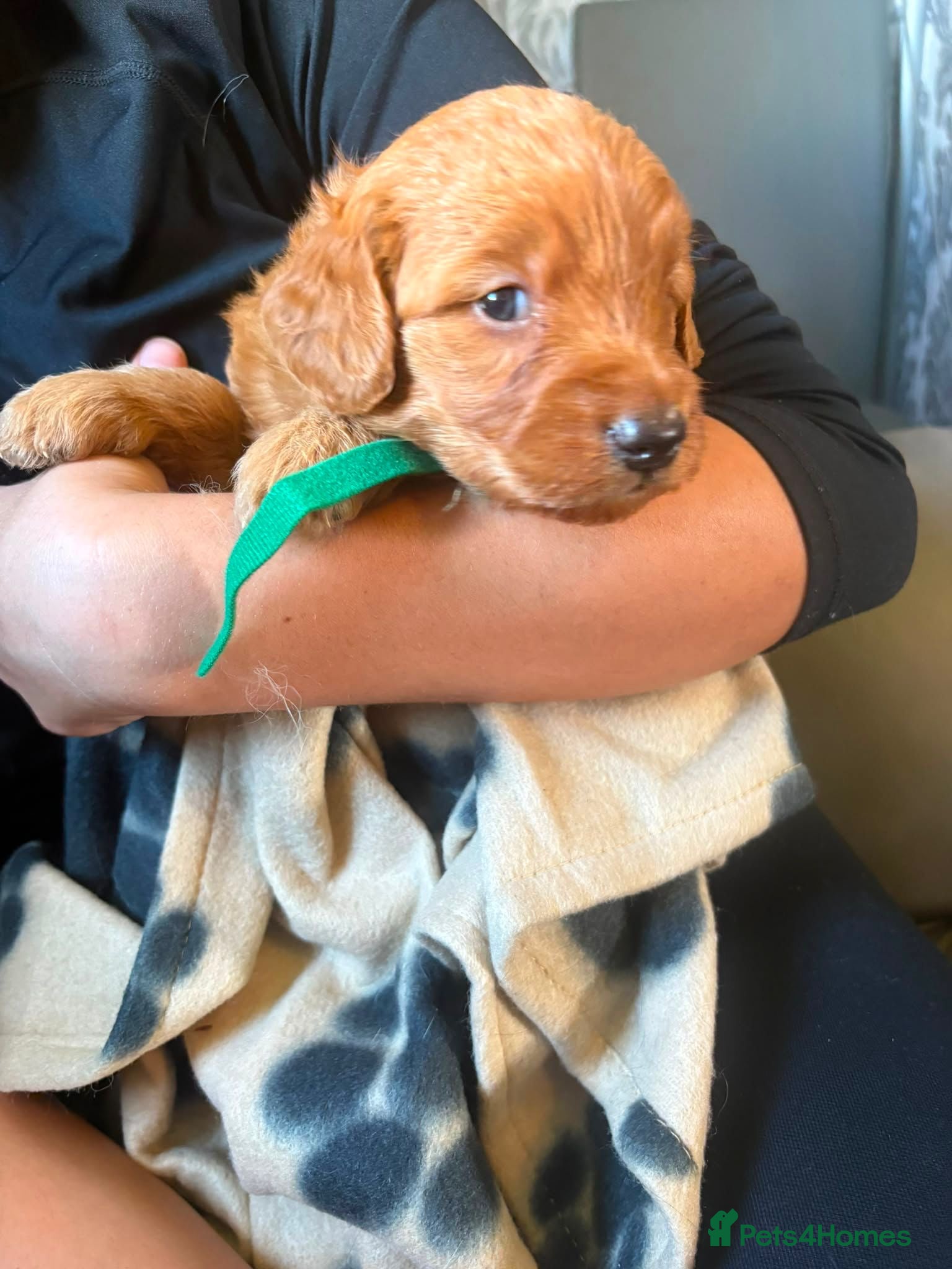 Mini Goldendoodle dogs Beautiful Miniature golden doodles  - Advert 2