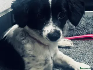 Cockalier dogs 1 year old female - Advert 1