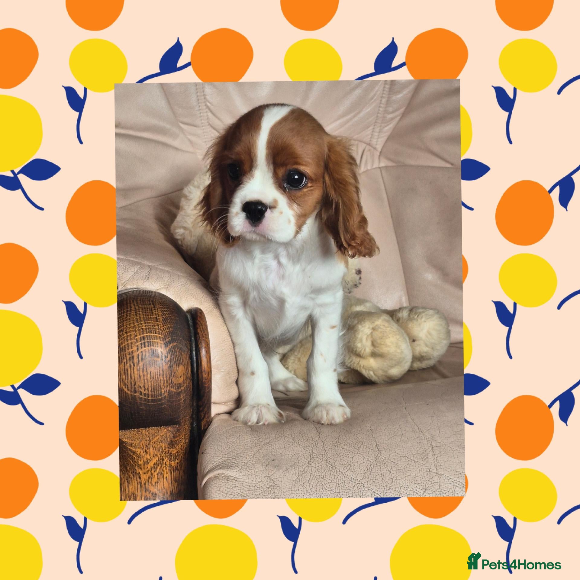 Cavalier King Charles Spaniel dogs Beautiful Cavalier King Charles Spaniel puppy - Advert 1