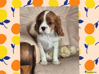 Cavalier King Charles Spaniel dogs Beautiful Cavalier King Charles Spaniel puppy - Advert 1