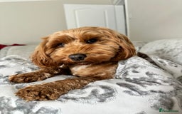 Cockapoo dogs for sale: Stunning F2 DNA health tested Cockapoo puppies  - Image 20