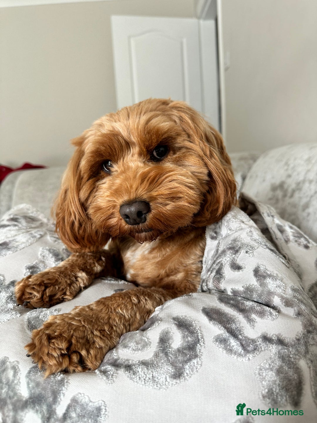 Cockapoo dogs for sale: Stunning F2 DNA health tested Cockapoo puppies  - Image 20