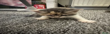 Mixed Breed Kitten 2