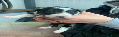 Border Collie 5