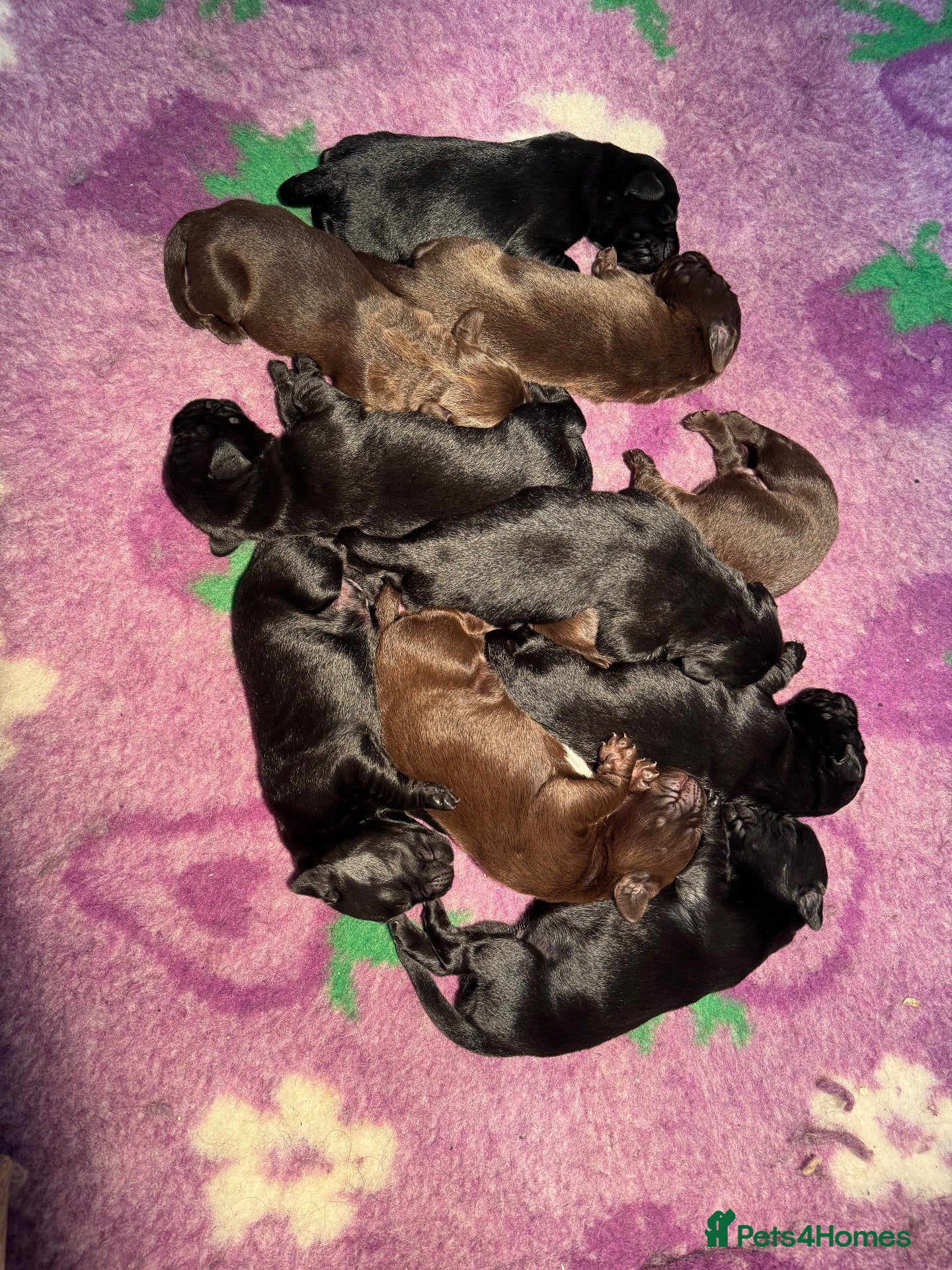 Springador dogs Beautiful Springadore Puppies (3/4 Labrador)  - Advert 2