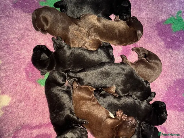 Springador dogs Beautiful Springadore Puppies (3/4 Labrador) - Advert 2