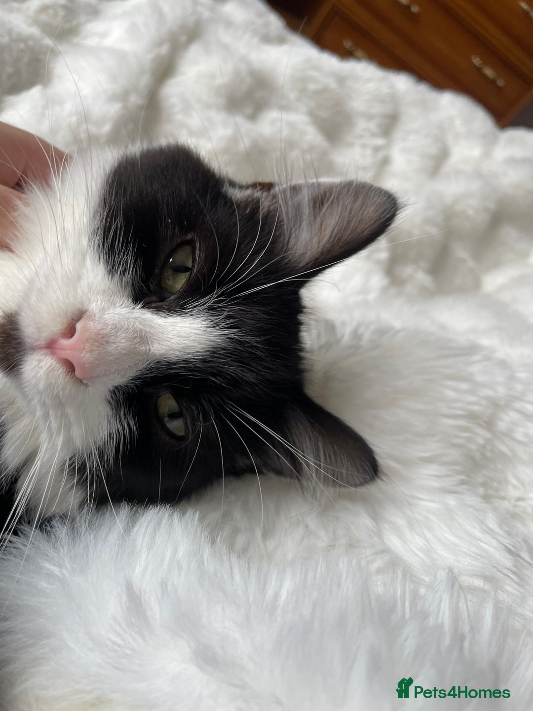 British Longhair cats for sale: British Longhair - Advert 9