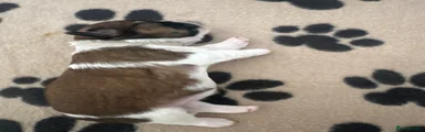 Shih Tzu 4