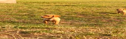 Labrador Retriever dogs for sale: Labrador puppies ready to leave - Advert 2