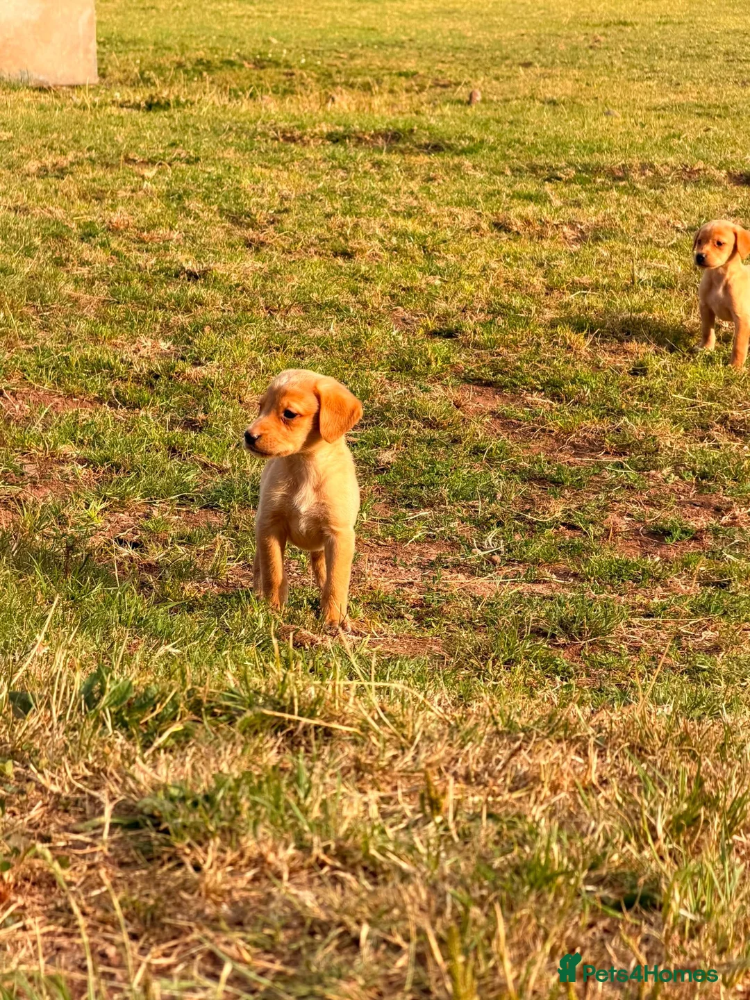 Labrador Retriever dogs for sale: Labrador puppies ready to leave - Advert 2