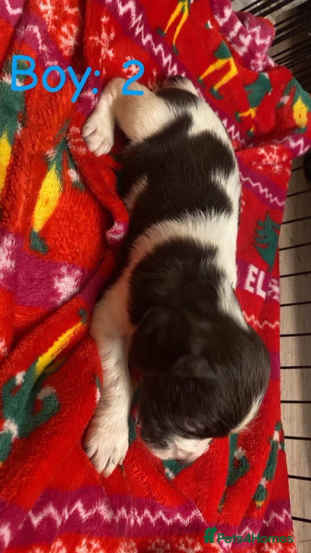 English Springer Spaniel dogs for sale: Beautiful litter of 11 springer spaniel puppies  - Advert 9