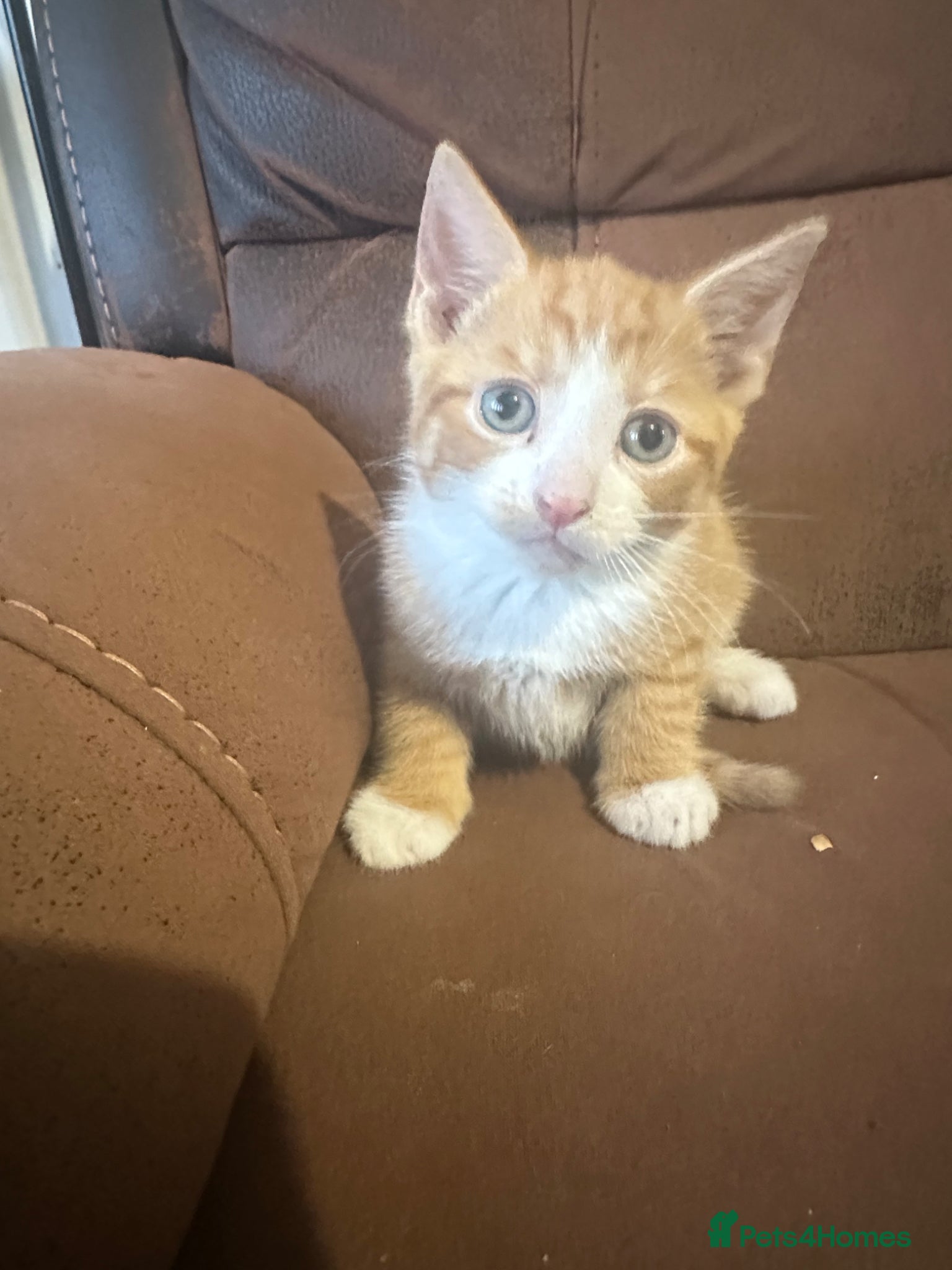 Mixed Breed cats Beautiful kittens - Advert 2