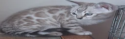 Bengal cats for sale: Bengals rare colours with clouded Leopard pattern - Advert 22