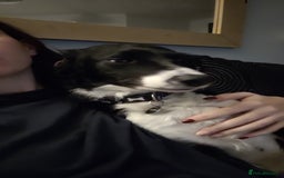 Mixed Breed dogs for sale: 16 month old border collie cocker spaniel  - Image 3