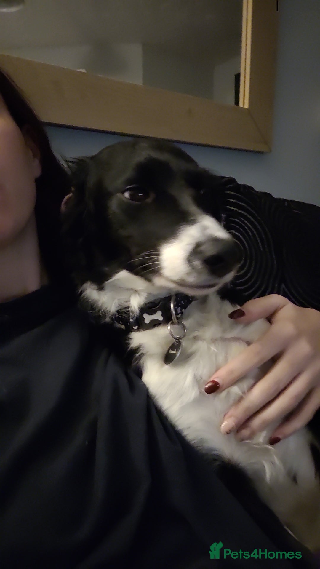 Mixed Breed dogs for sale: 16 month old border collie cocker spaniel  - Image 3