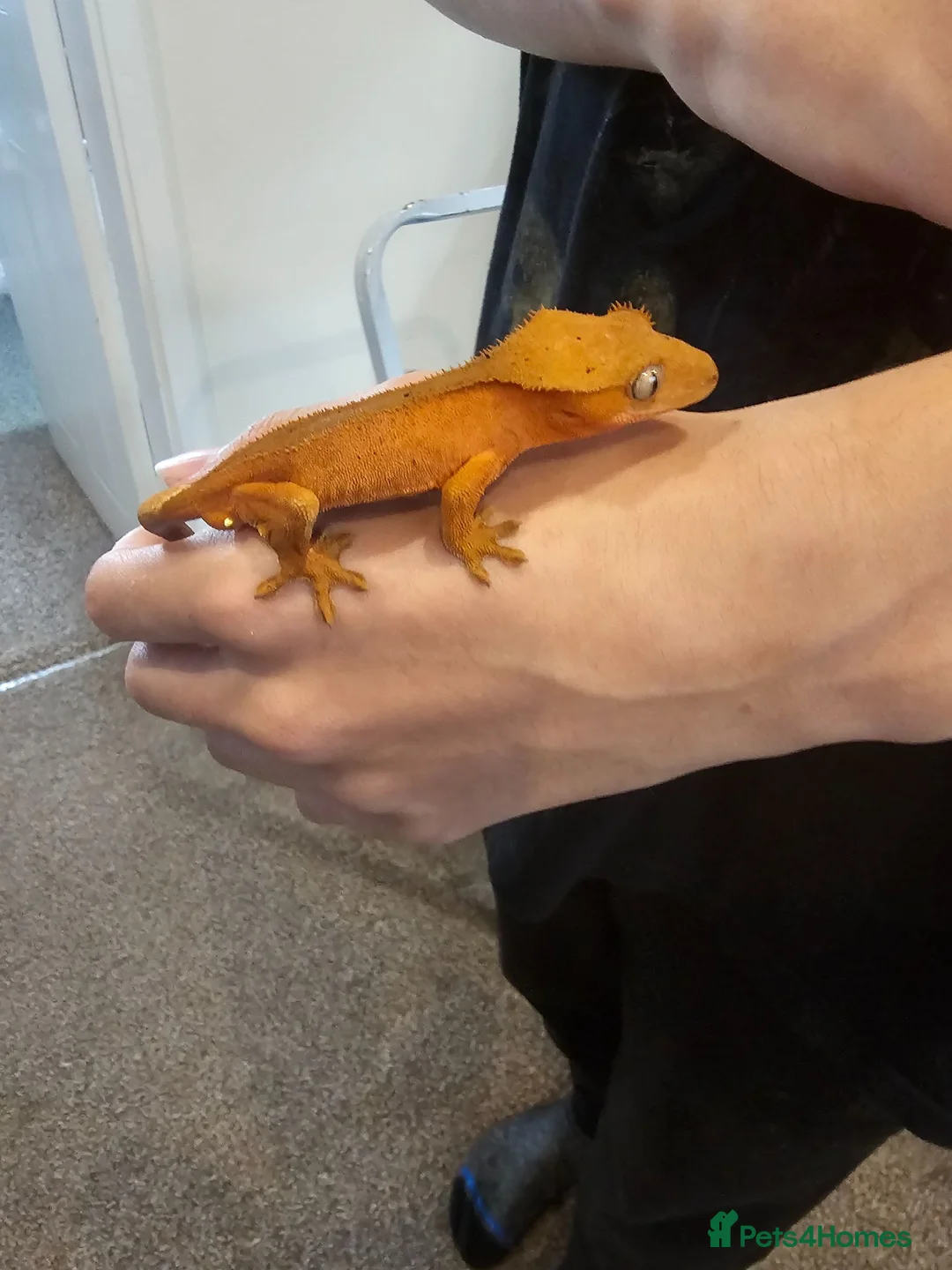 Gecko reptiles for sale: Crested geckos - Advert 1