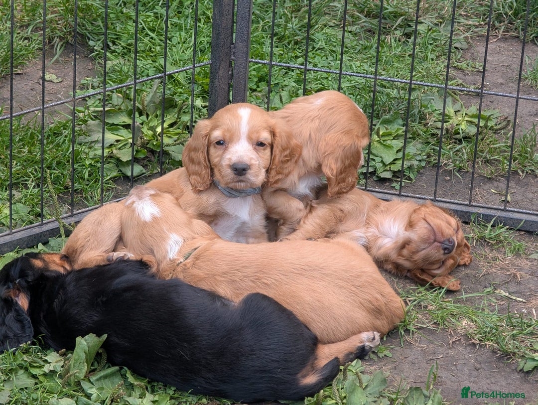 Cocker Spaniel dogs for sale: Working Cocker Spaniel Puppies  - Image 1