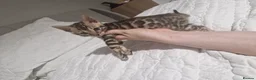 Bengal cats for sale: Supreme Apb Gene & Health Tested Bengal Kittens - Advert 28