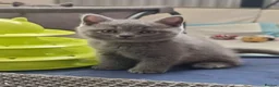 British Shorthair cats for sale: Left 3 BSH Kittens Pedigree GCCF Ready 2 July 2026 - Advert 8