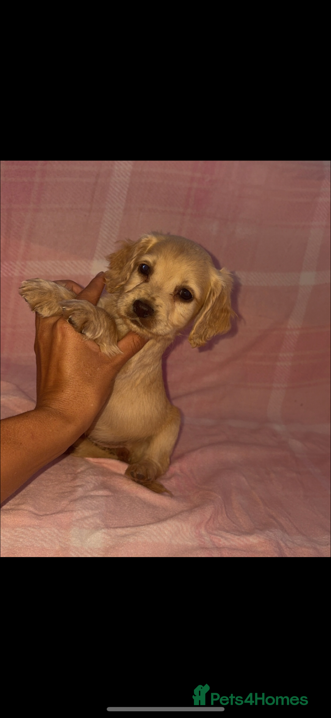 Cocker Spaniel dogs for sale: Ready to leave  - Image 9