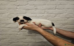 Cocker Spaniel dogs for sale: Cocker spaniels - Image 7