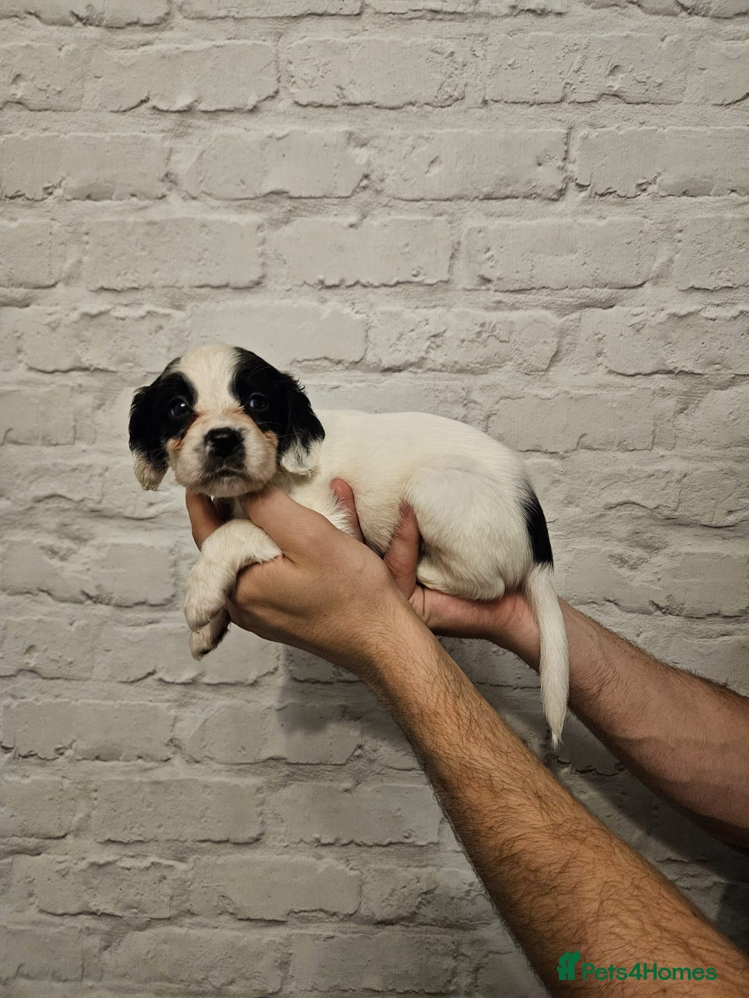 Cocker Spaniel dogs for sale: Cocker spaniels - Image 7