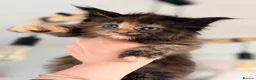 Maine Coon cats for sale: Registered Maine Coon kittens - Advert 4