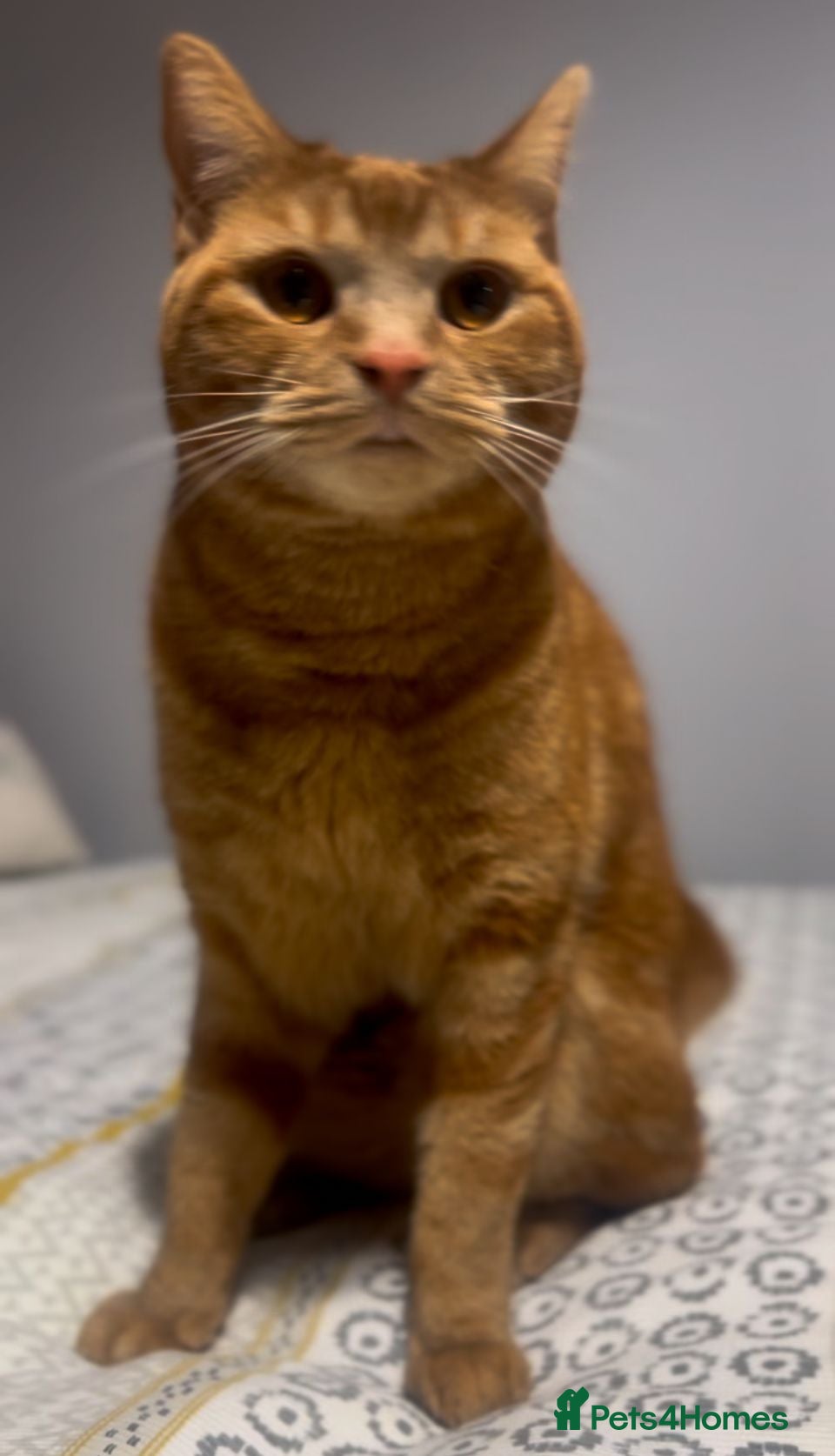 Mixed Breed cats Gorgeous ginger boy 1 yr looking for forever home - Advert 6